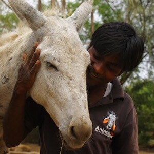 Animal Aid Unlimited: Saving the Street Animals of India | BeChewy