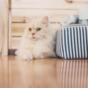 7 Types of Bacteria Pets Can Track into the House | BeChewy
