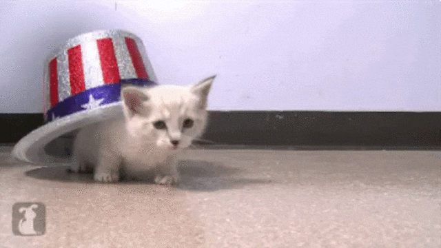 cat hiding under usa hat