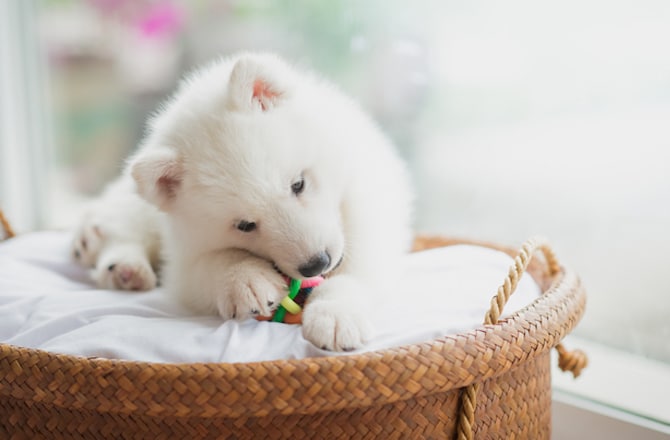 Best Types of Puppy Toys: 5 Must-Have Varieties