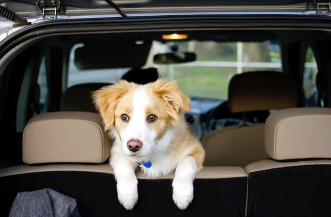 Не оставляйте собаку в машине