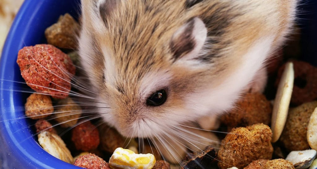 Hamster Diet: All About Vitamins