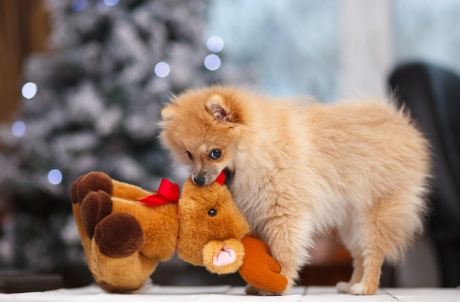 is it ok to give puppies stuffed animals