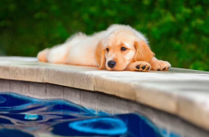 what temp is too cold for dogs to swim