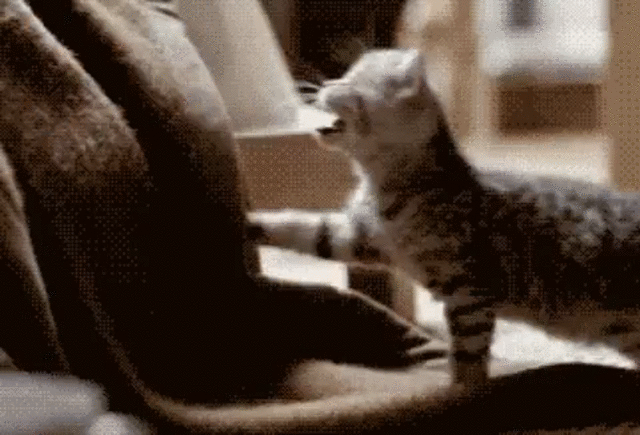 hi cutie kitten