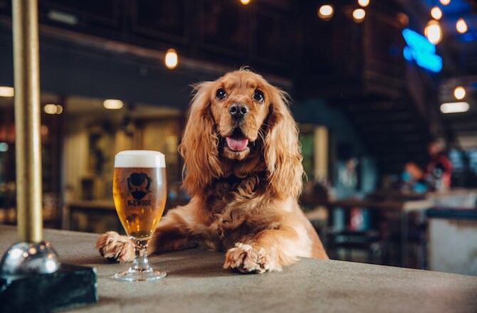 BrewDog DogTap