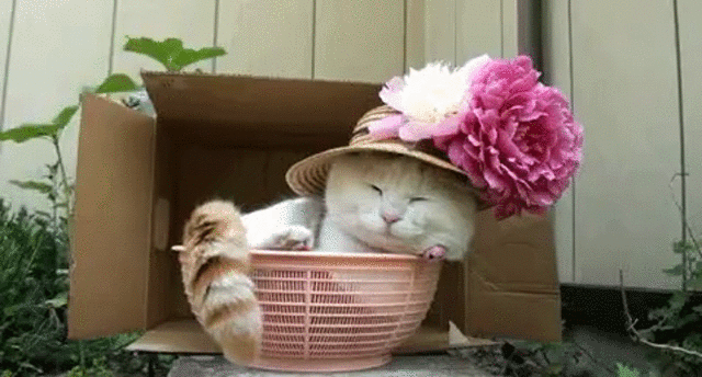 happy kitty