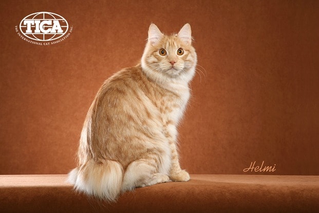 Kurilian Bobtail