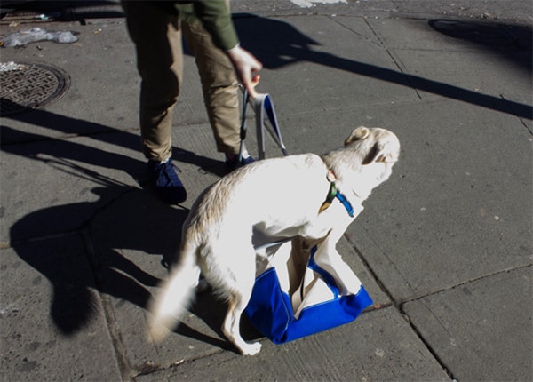 Subway dogs