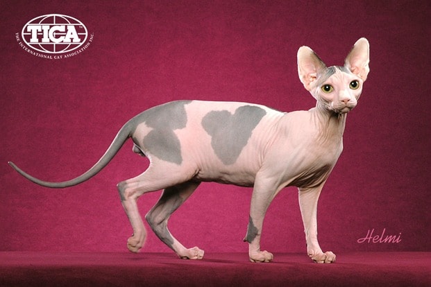 Sphynx