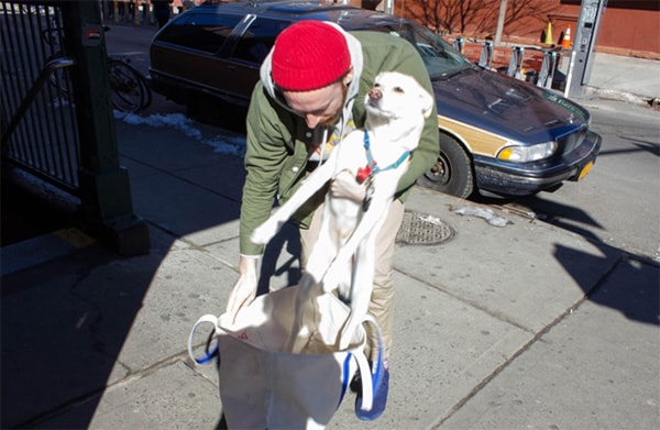 Subway Dogs