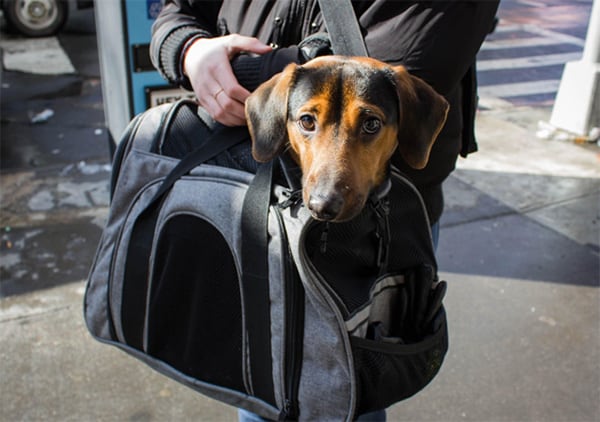 3 Adorable NYC Subway Dogs Capturing Commuters’ Hearts | BeChewy