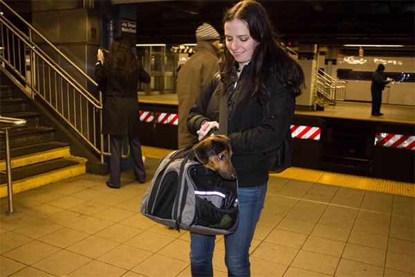 Subway Dogs