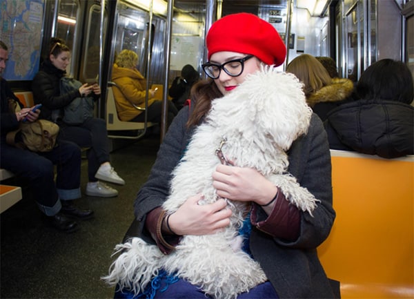 Subway Dogs