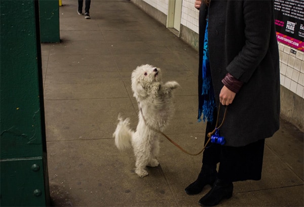 Subway Dogs