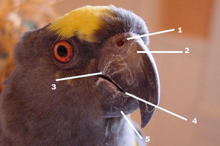 The Parrot Beak | BeChewy