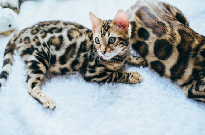 cheetah looking kittens