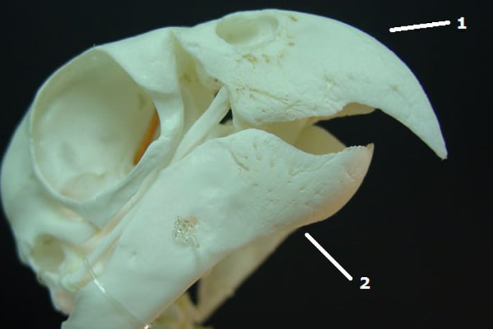 Скелетная структура клюва попугая, показывающая (1) Rostrum maxillare (верхняя челюсть или верхняя челюсть) и (2) Rostrum mandibulare (нижняя челюсть или нижняя челюсть). 