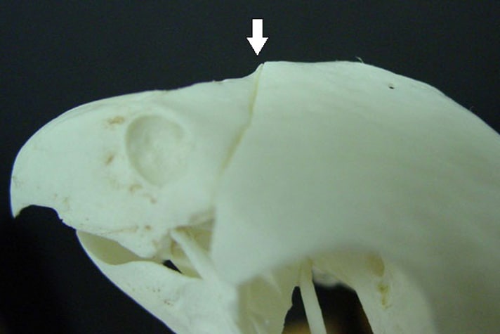 Скелет клюва попугая, показывающий краниофациальный шарнирный сустав между верхней челюстью и лобной частью черепа.