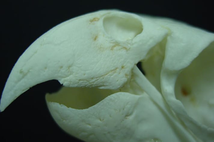 Скелет клюва попугая, показывающий крупным планом борозды и ямки в костях клюва, где расположены кровеносные сосуды и нервы.