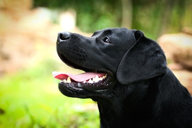 Labrador Retriever