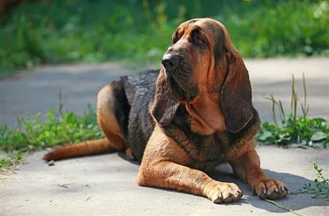 15 Dog Breeds with the Best Sense of Smell | BeChewy