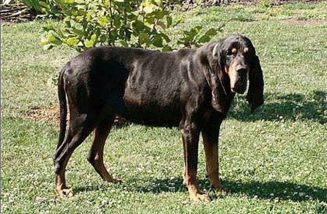 what are the best coon dogs