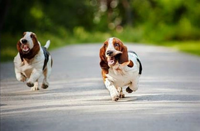 how many scent receptors does a basset hound have