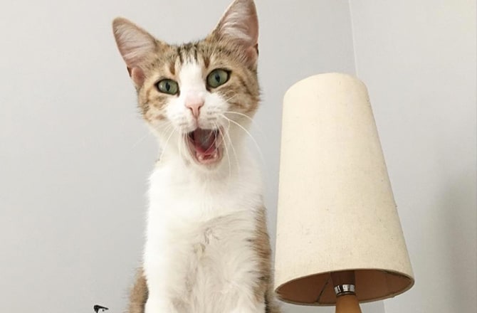 Cat waiting for breakfast