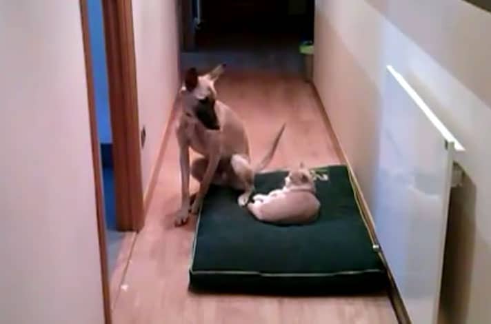 "Can I have just this corner?" Via Laura Buey/YouTube