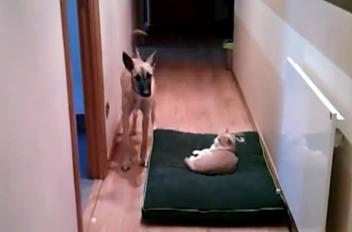 A glare can say so much. Via Laura Buey/YouTube
