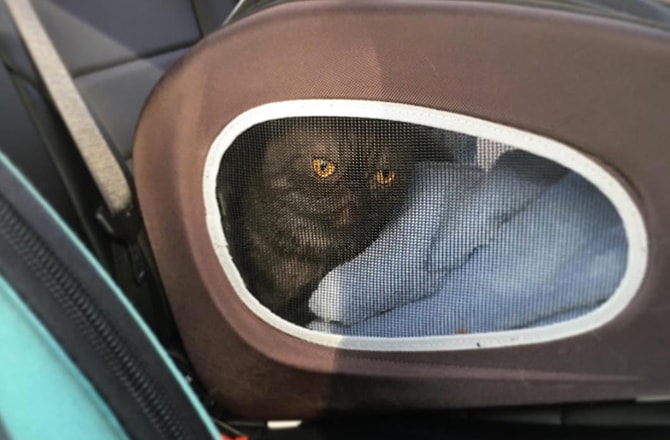 Cat in carrier
