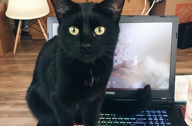 Cat on a laptop