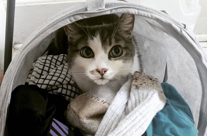 Cat in laundry basket