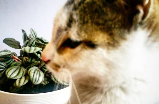 Cat sitting in front of plant
