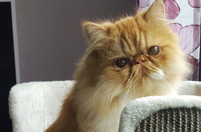 Cat giving side eye