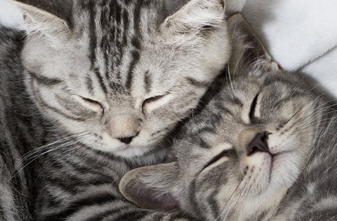Cats snuggling