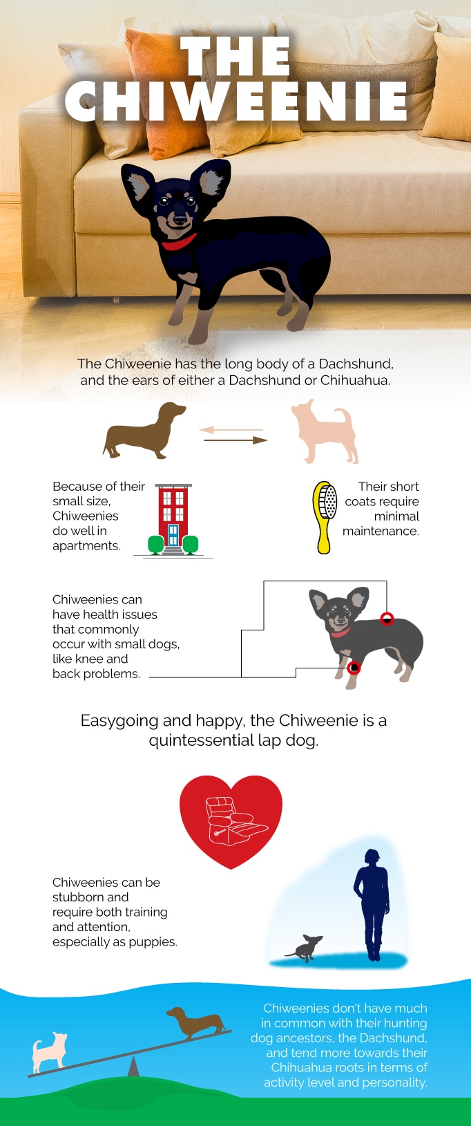why do chiweenies bark so much