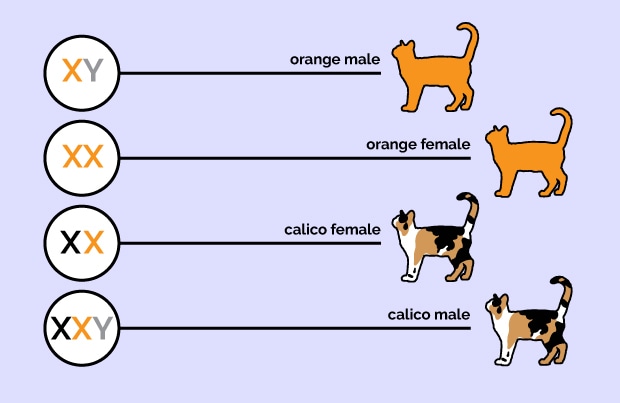 Cat chromosome chart
