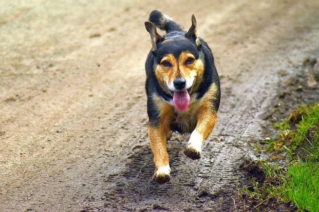 Muddy Paw Prints