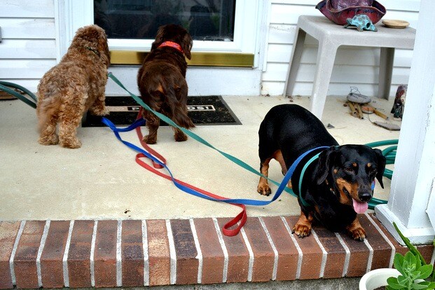 Tangled Leashes