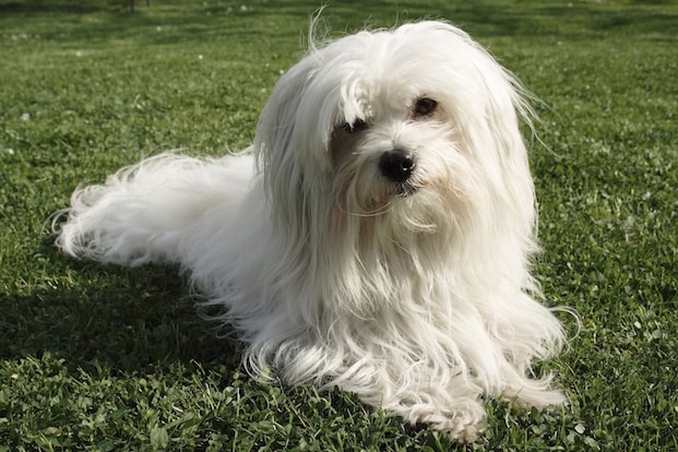 English royal clearance dog breeds