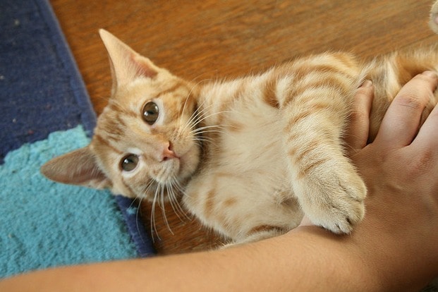 Bellyrub