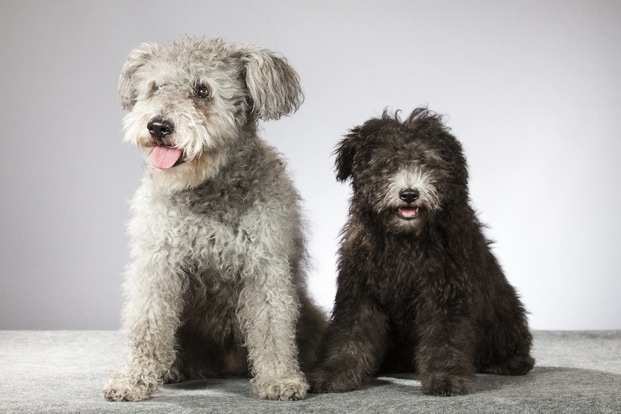 8 Curly-Coated Dog Breeds | BeChewy