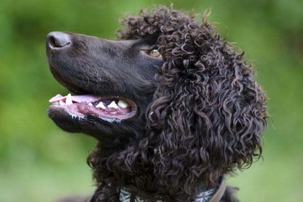 8 Curly-Coated Dog Breeds | BeChewy