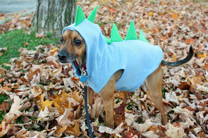 Dog DIY halloween costume - dinosaur