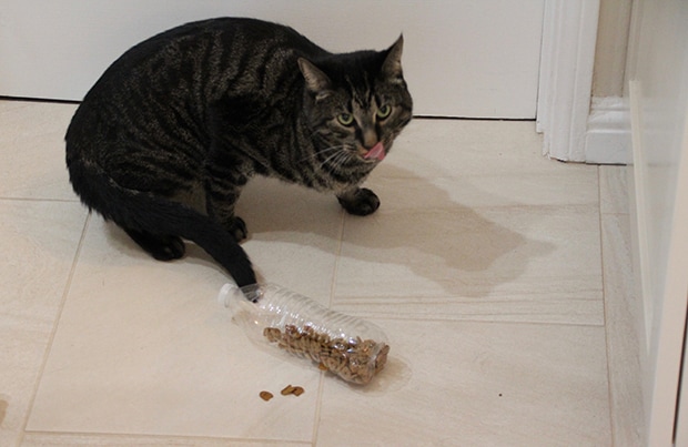 Homemade Cat Toys: Puzzle Feeder