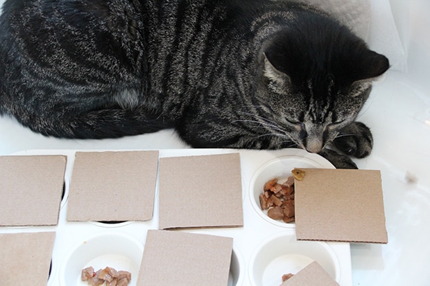 Three quick n easy food puzzles from Your Cat - Food Puzzles for Cats