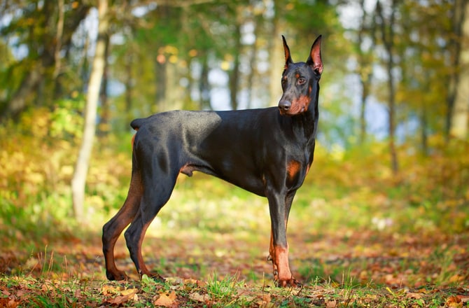 what are the top 10 easiest dogs to train