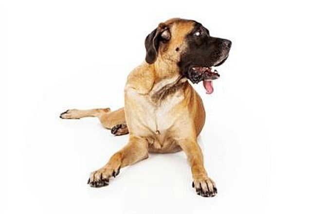 Docile store dog breeds